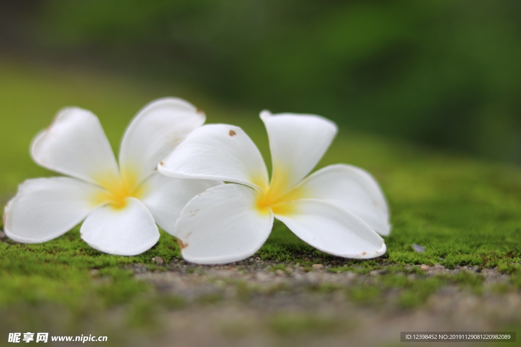 鸡蛋花
