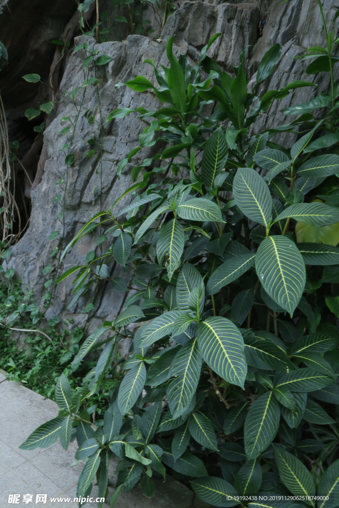 温室风景