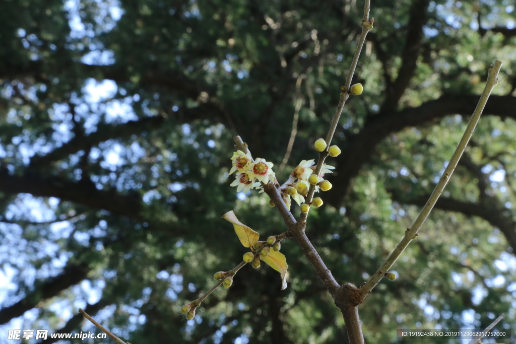蜡梅花
