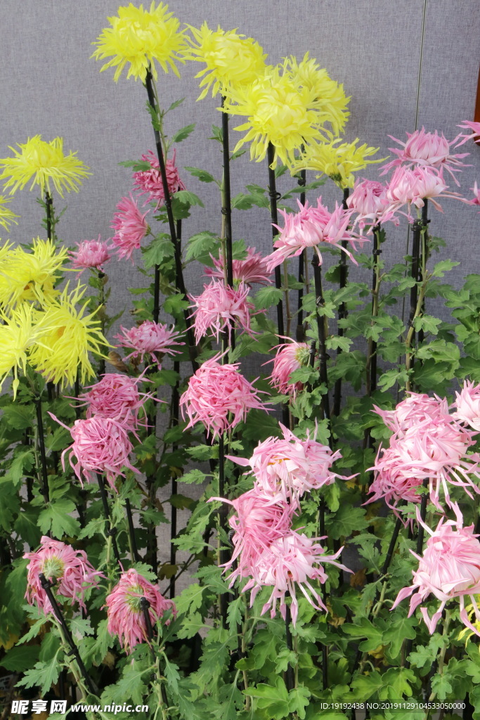 菊花