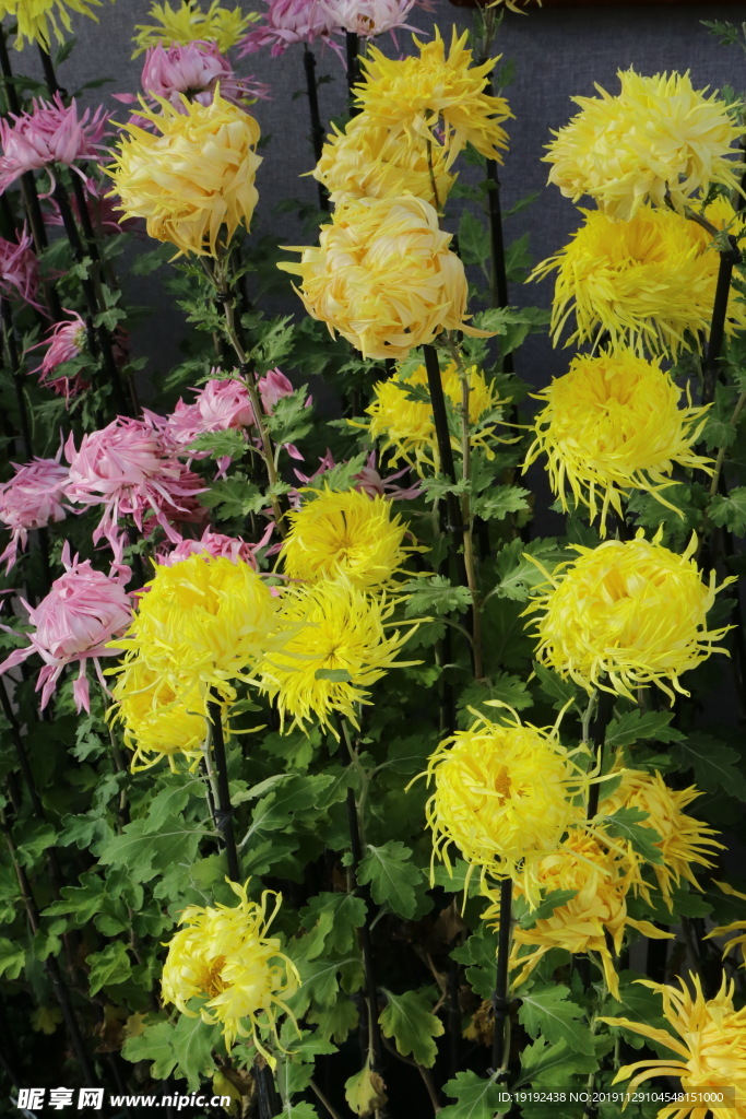 菊花