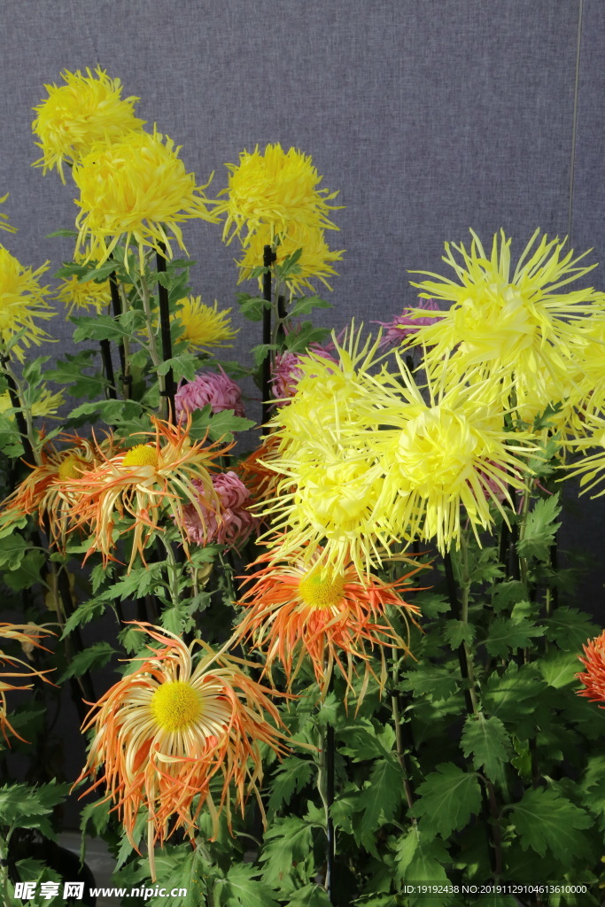 菊花