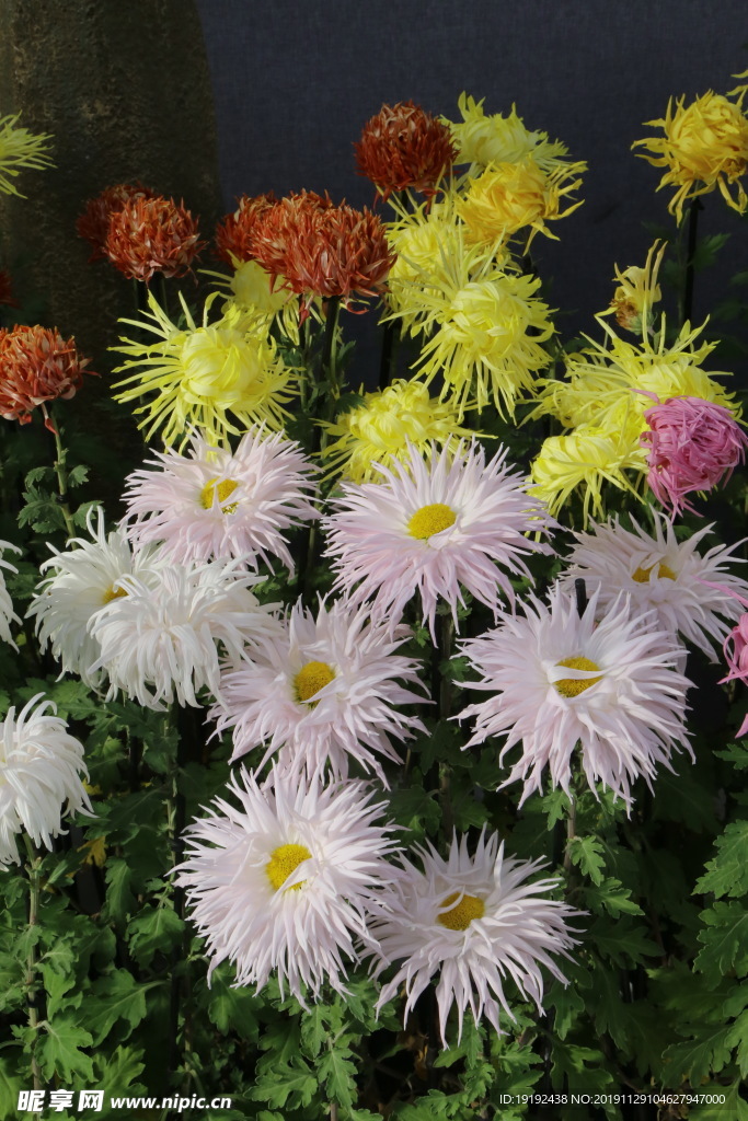 菊花