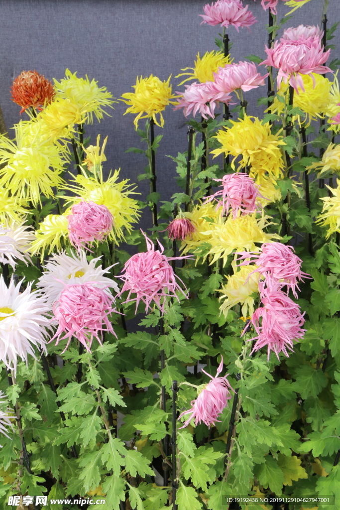 菊花