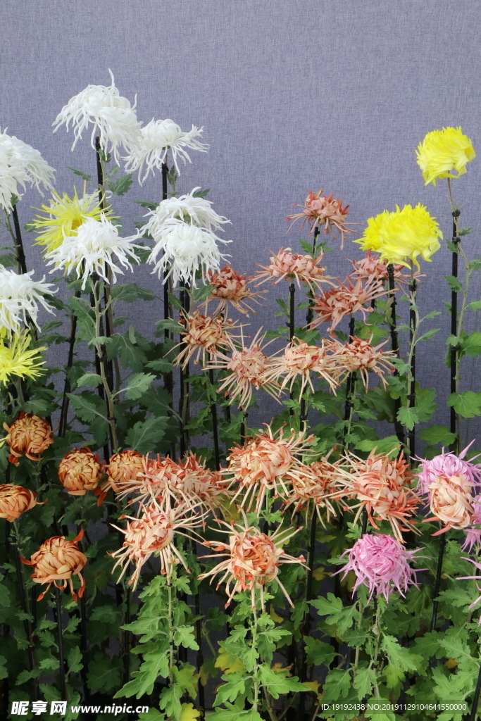 菊花