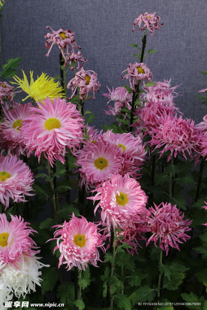 菊花