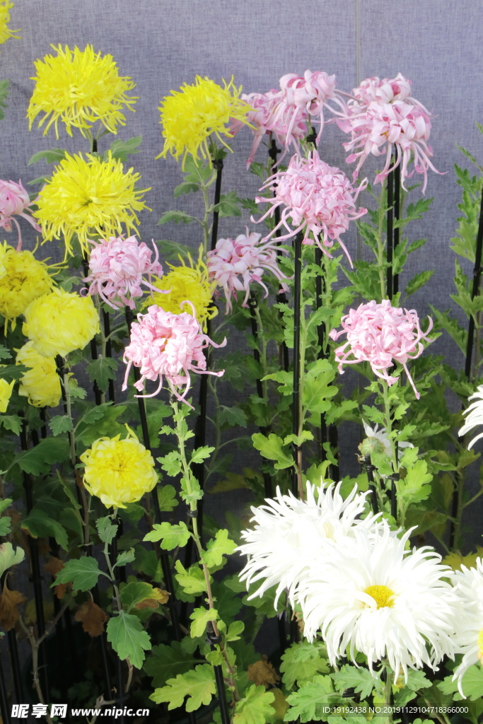 菊花