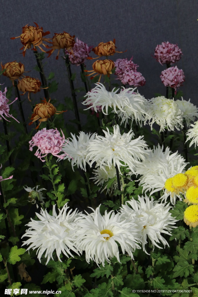 菊花