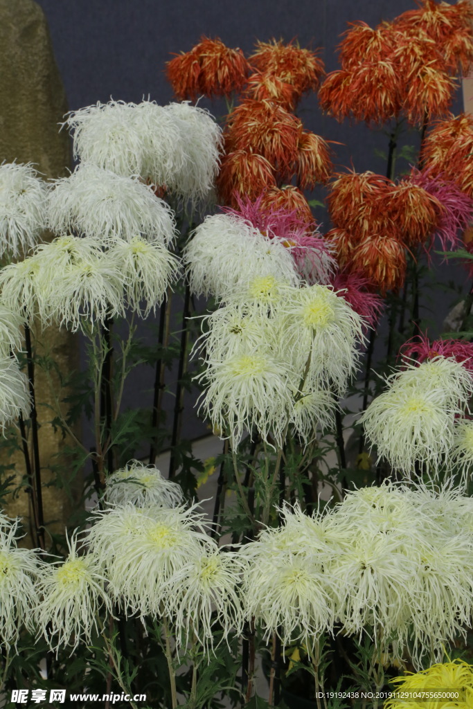 菊花