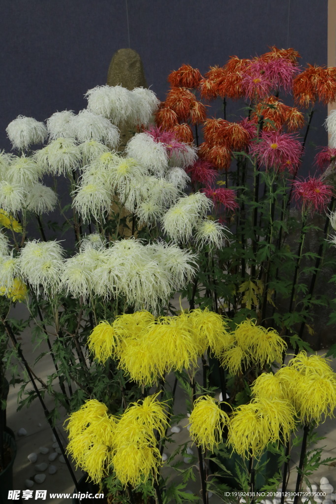 菊花