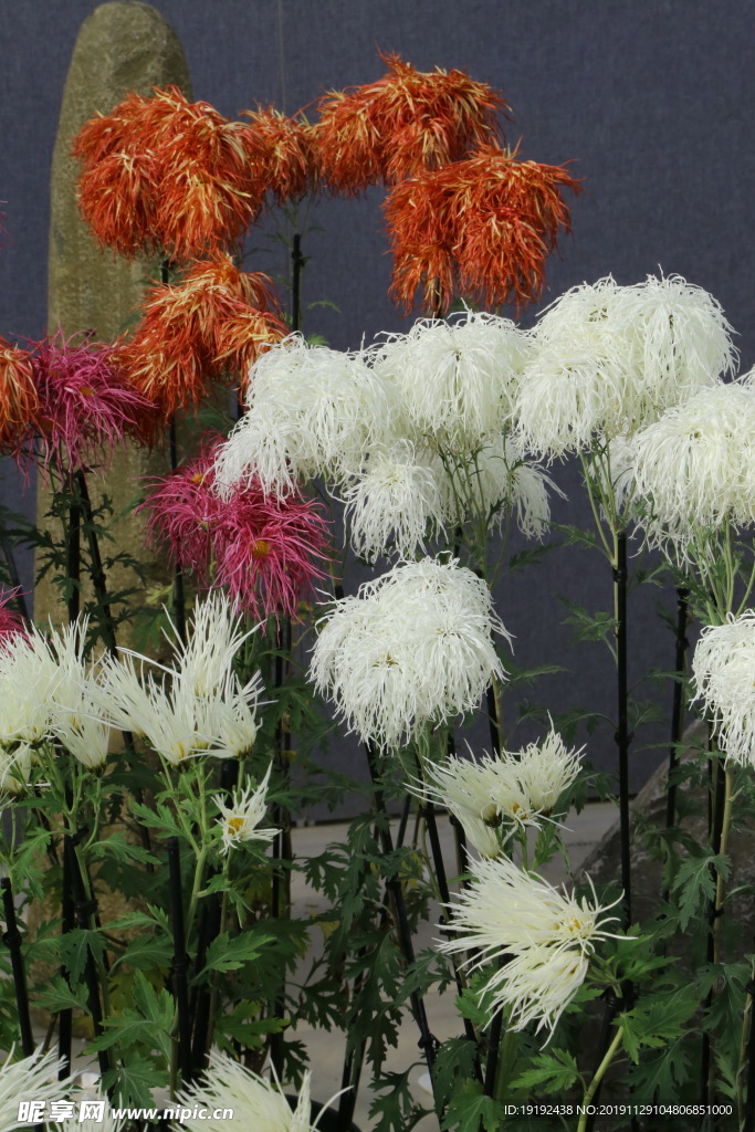菊花
