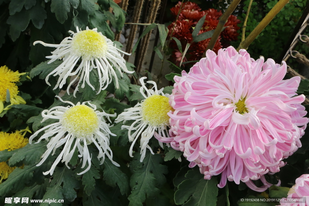 菊花
