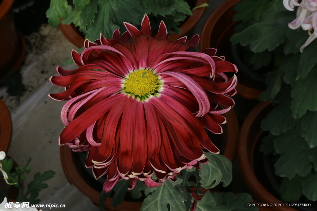 菊花
