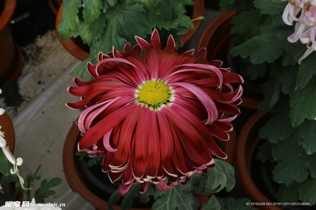 菊花