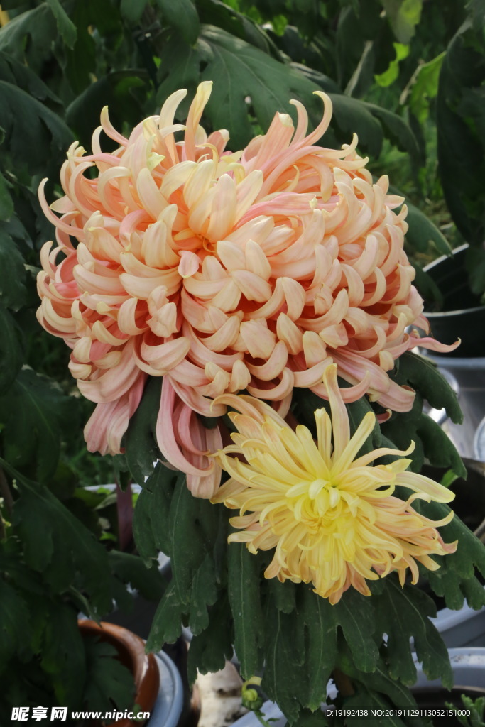 菊花