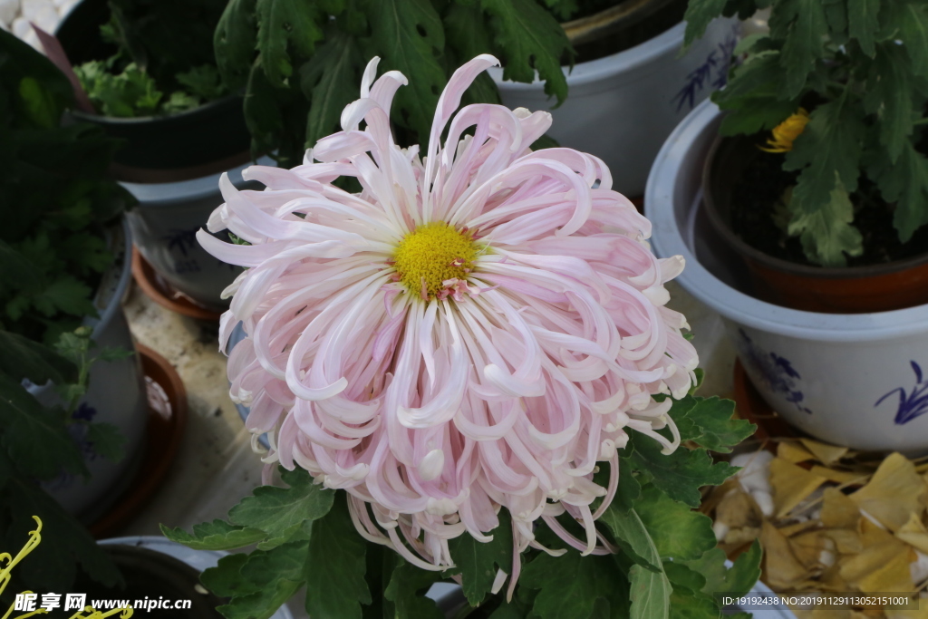菊花