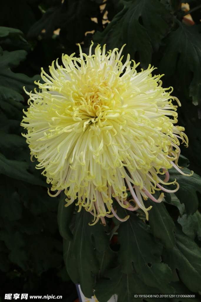 菊花