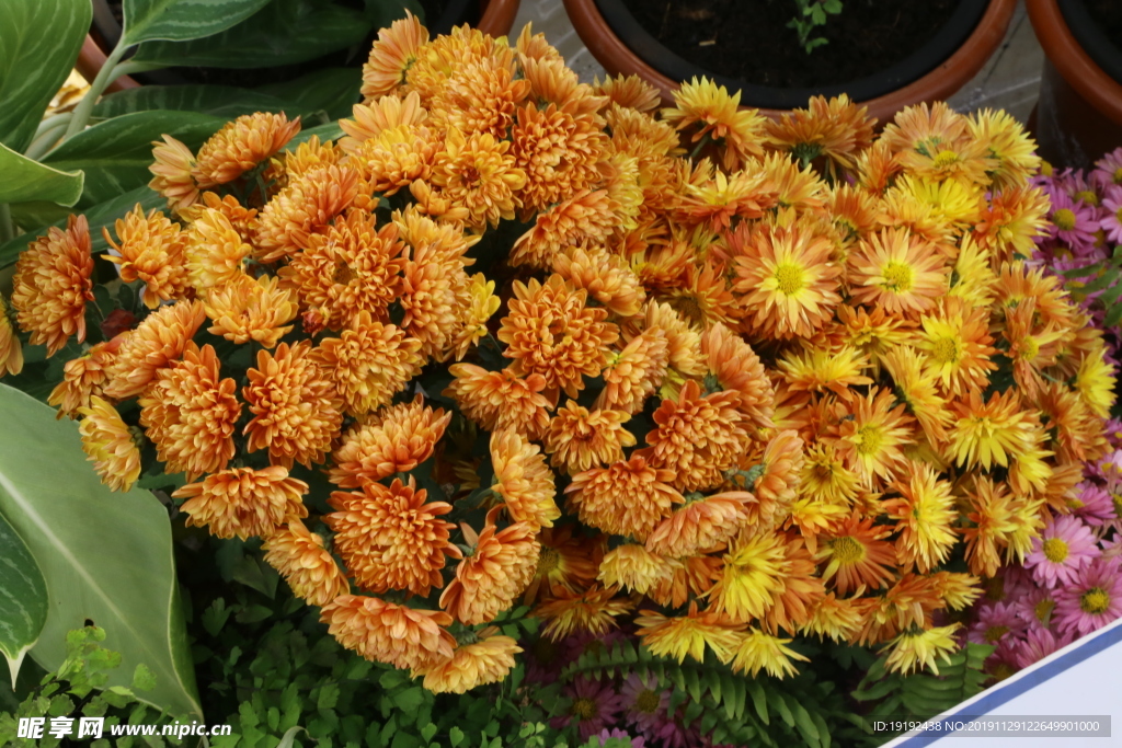 菊花