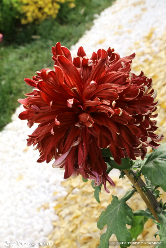 菊花