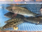 草鱼