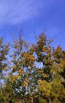 秋天有黄叶的杨树