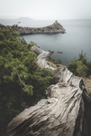 湖边小树