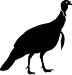 野生动物系 野鸡
