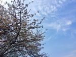 樱花 树枝 蓝天