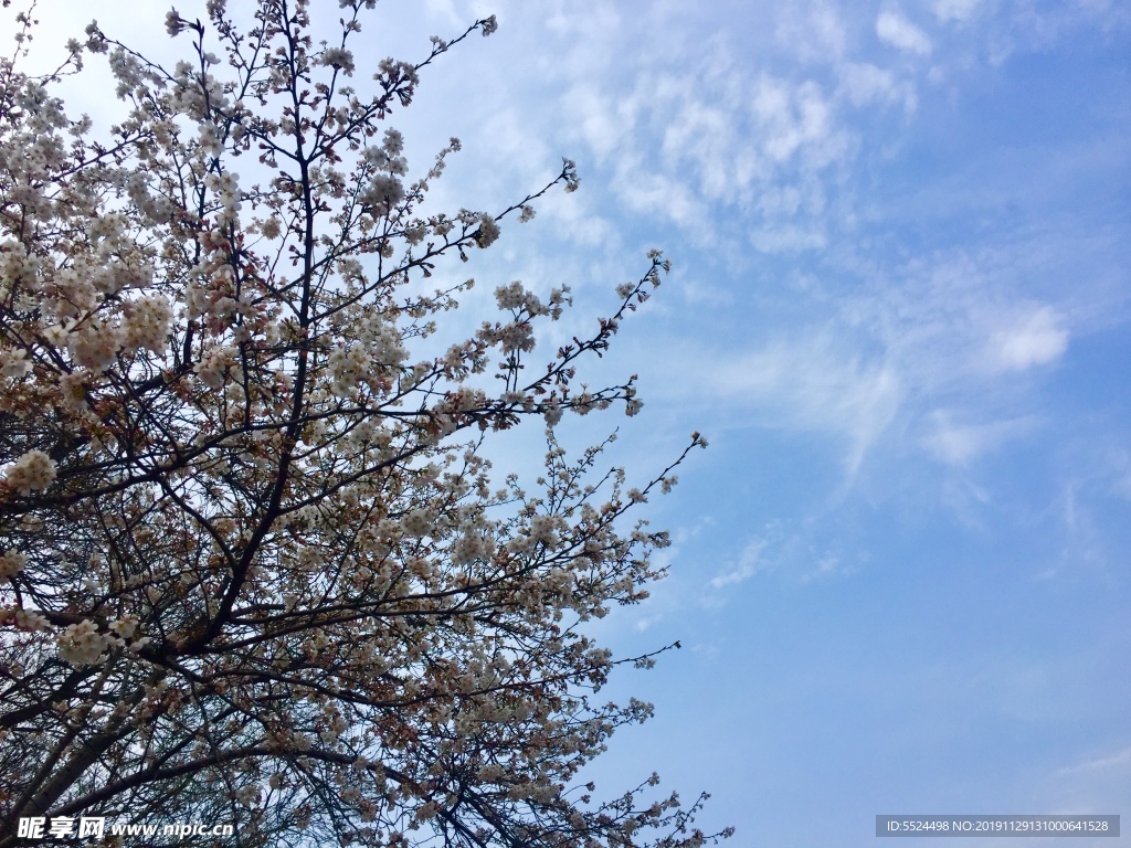 樱花 树枝 蓝天