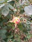月季花