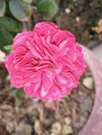 月季花