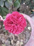 月季花