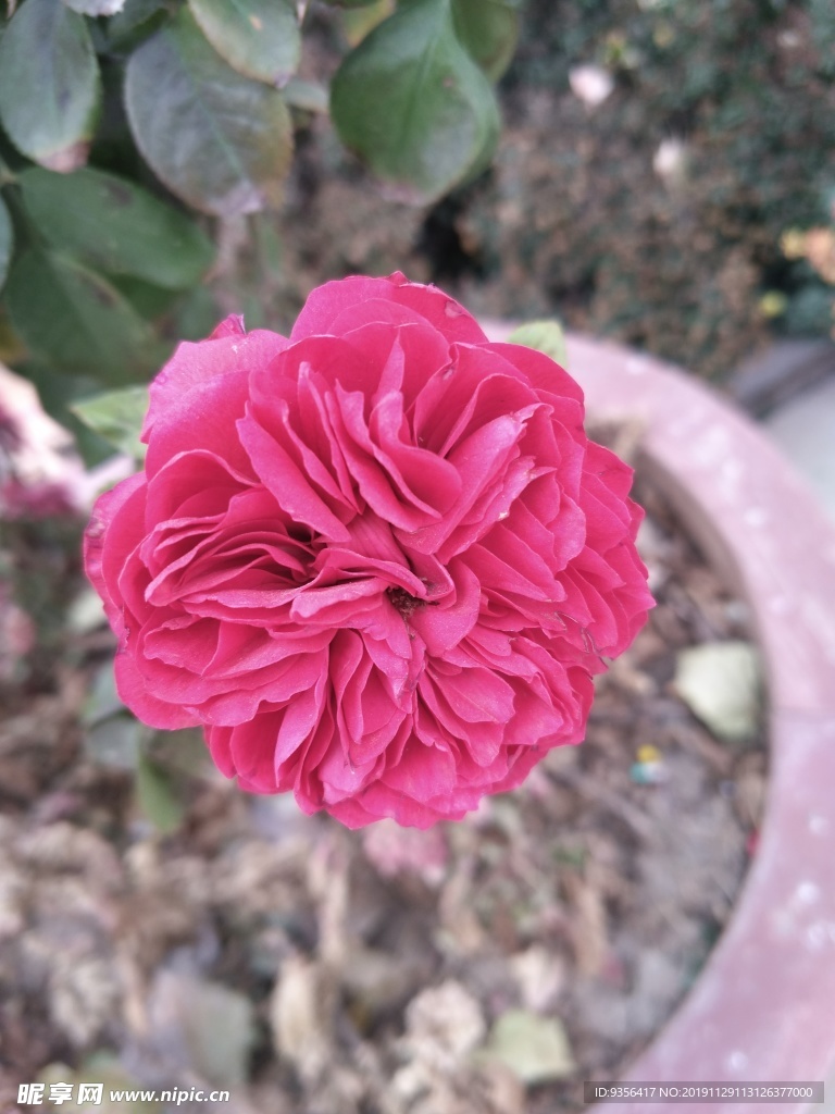 月季花