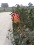 月季花