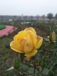 月季花