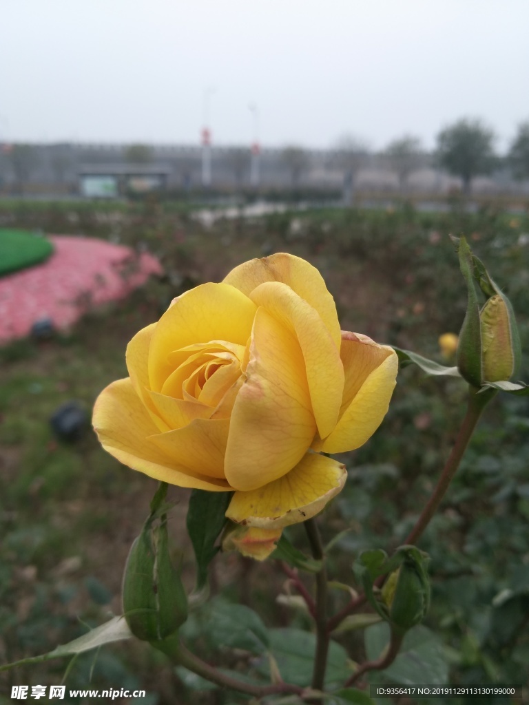 月季花
