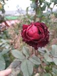 月季花