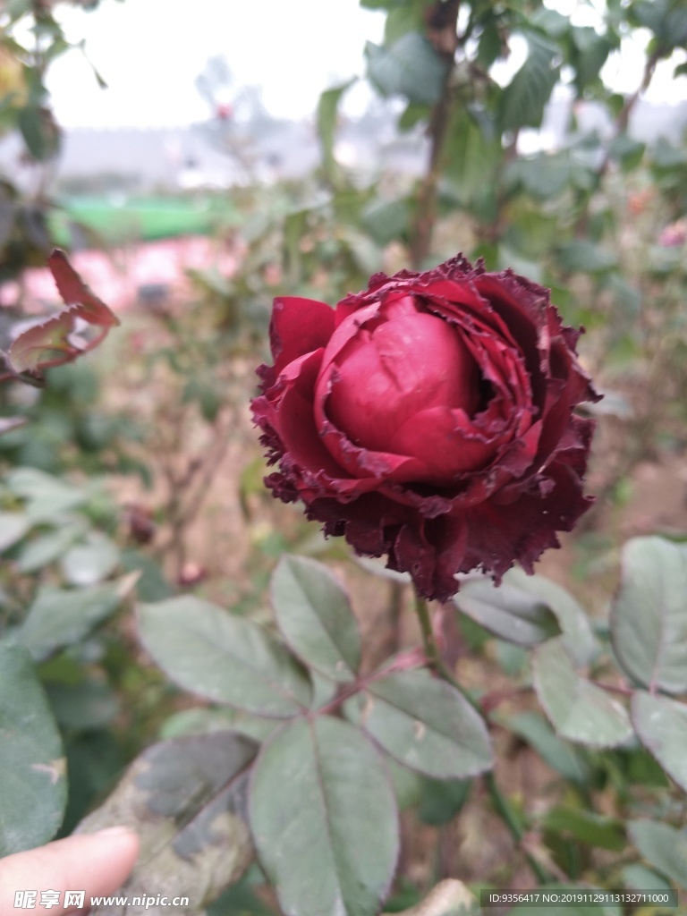 月季花