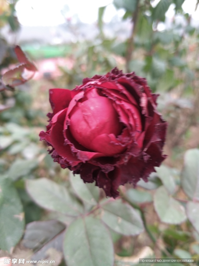 月季花