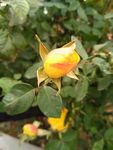 月季花