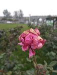 月季花