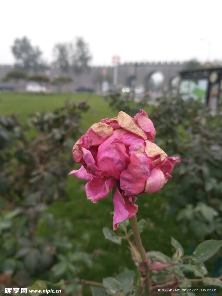 月季花