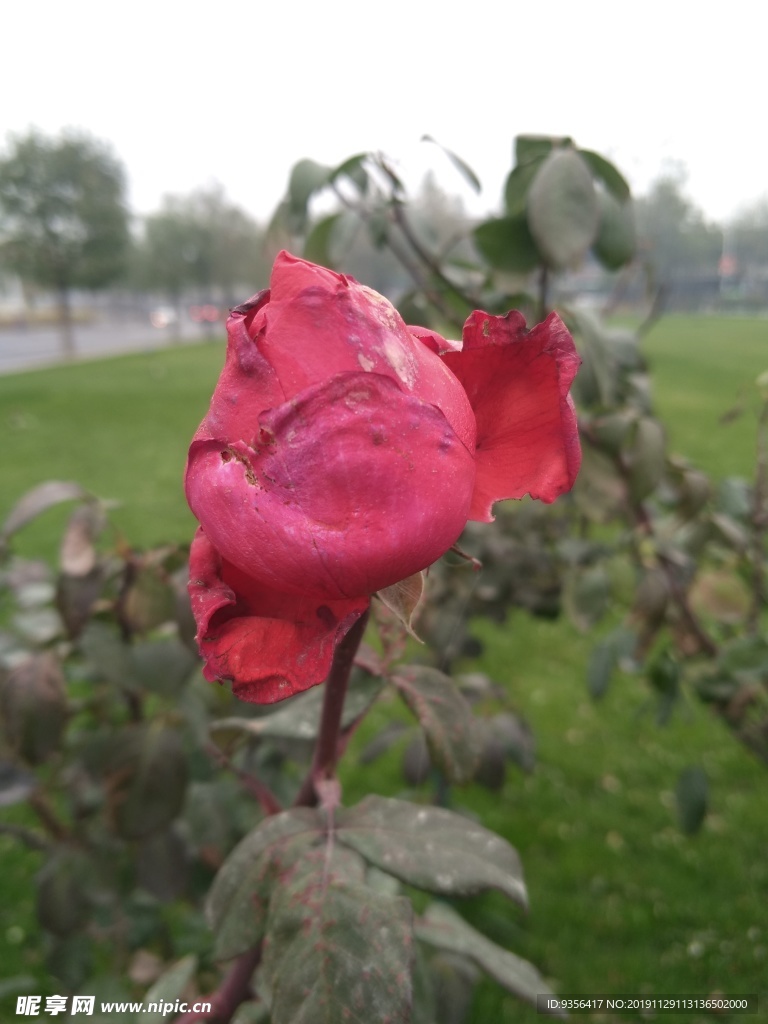 月季花