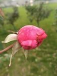 月季花