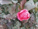 月季花