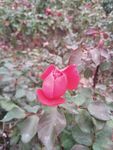 月季花