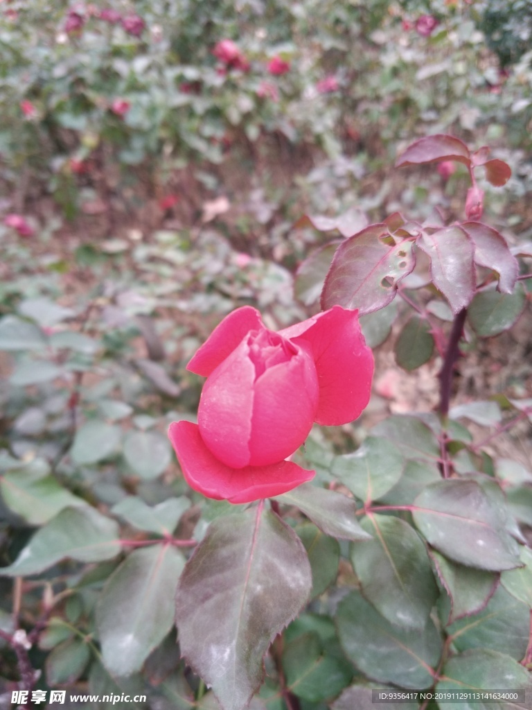 月季花