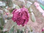 月季花