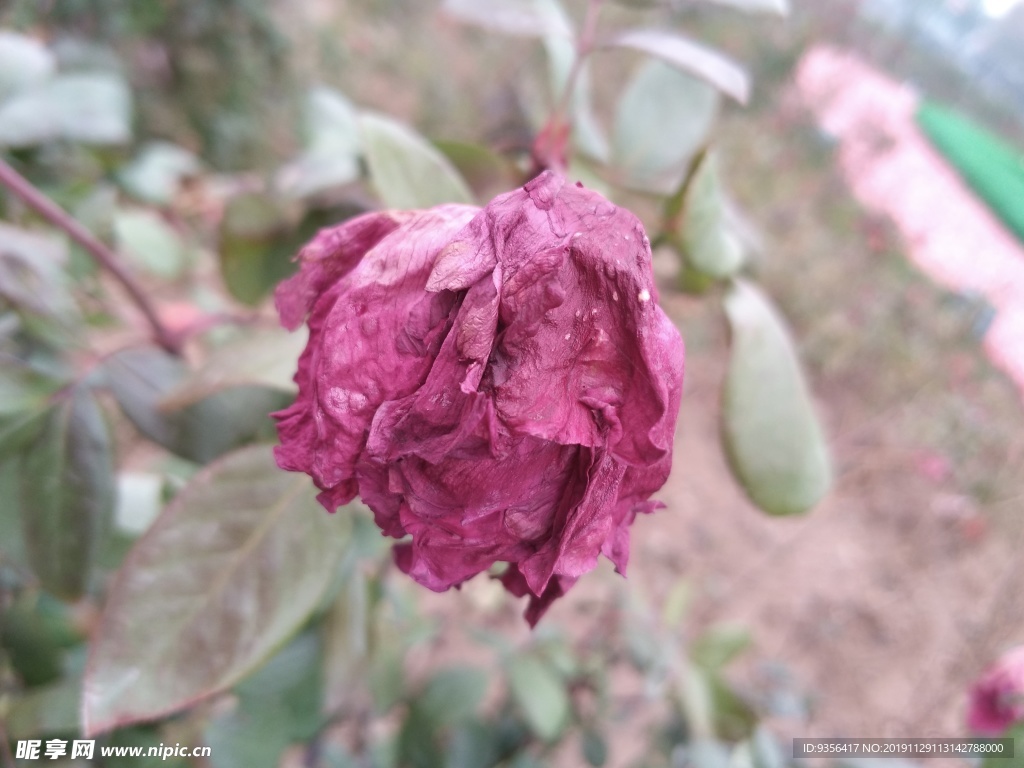 月季花