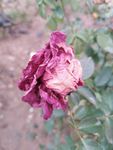 月季花